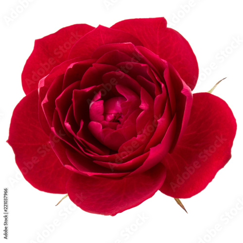 Foto obraz na płótnie canvas czteroczęściowy - "tetraptyk" - one red rose flower head isolated on white background cutout
