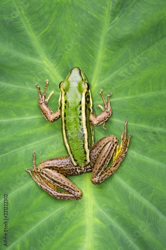 Zdjęcie XXL Obraz zielone pole żołędzie lub zielony Paddy Frog (Rana erythraea) na zielony liść. Płaz. Zwierzę.