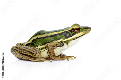 Plakat Obraz zielone pola żołędzie lub zielona Paddy Frog (Rana erythraea) na białym tle. Płaz. Zwierzę.