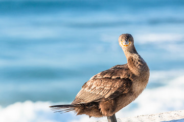 Cormorant Bird Perched Ocean Closeup Photo