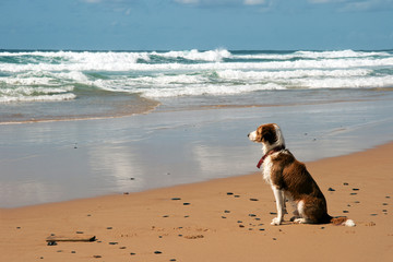 Wachsamer Hund am Strand