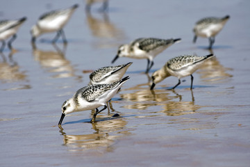 Sanderling / Calidris alba