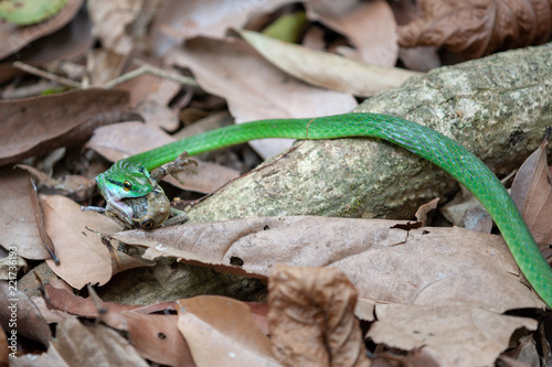 Zdjęcie XXL Cope's Parrot Snake (Leptophis Depressirostris) jedzenie żaby Trachycephalus tiphonius w Corcovado National Park, Kostaryka