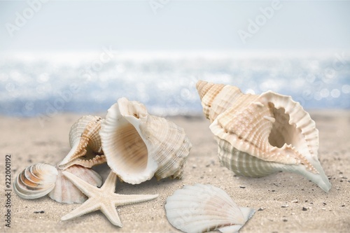 Foto obraz na płótnie canvas czteroczęściowy - "tetraptyk" - Seashell on sandy seacoast. Travel concept