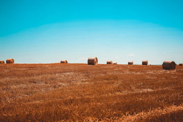 Round straw bales on field . Summer landscape.