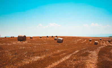 Round straw bales on field . Summer landscape.