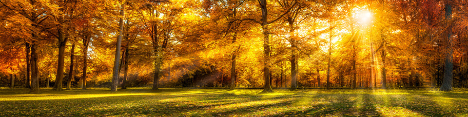 Wald Panorama im Herbst als Hintergrund