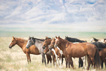 Wild Horses of Utah