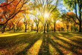 Bunter Herbstwald im Sonnenlicht