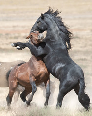 Wild Horses of Utah