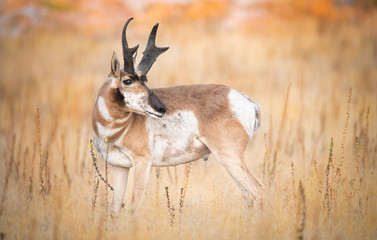 Pronghorn Antelope