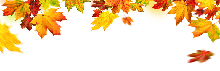 Herbst Rahmen mit bunten Ahornblättern auf weiß, Panorama Format