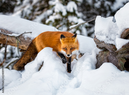 Red fox in the snow steps forward while on a hunt © Saptashaw