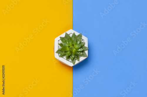 Beautiful green cactuses succulent isolated on bright yellow blue minimalistic background top view Flat Lay with copy space. Potted plant, flower, creative background © olgaarkhipenko