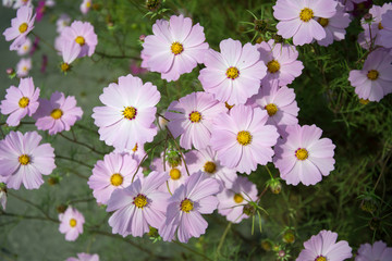 Cluster of pink cosmea flowers on a flowerbed