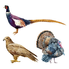 Watercolor pheasant eagle turkey illustration
