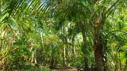 palm trees forest in colombia