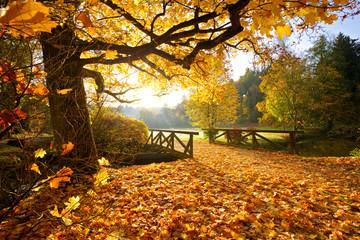 Autumn forest. Beautiful rural scenery.