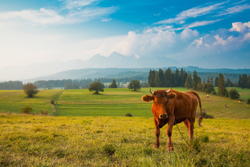 Traditional grazing cows in Pieniny mountains