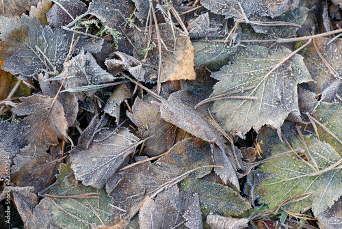 Frosted leaves in the ground.  © ekim