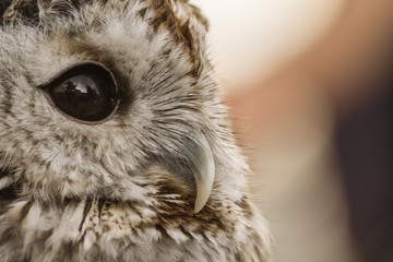 Owl close up. Beautiful wild bird. Brown plumage