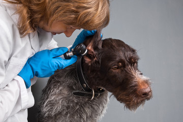 a veterinarian with an otoscope examines the ear of a dog
