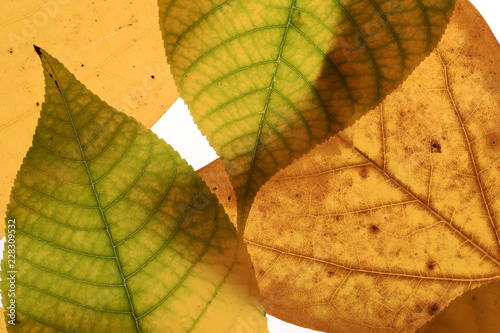 Closeup of colorful autumn leaves over white background © kelifamily