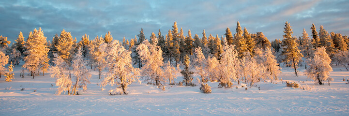 Snowy panoramic landscape, frozen trees in winter in Saariselka, Lapland, Finland