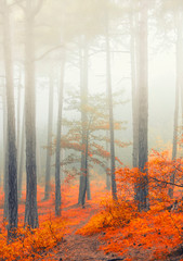 fairytale forest on misty morning 