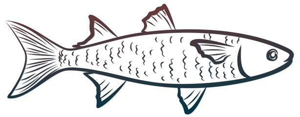 A Sketch of the sea fish.