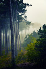 green forest in the mist