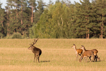 Red deer group with belling deer stag in autumn. Autumn landscape with herd of deer. Cervus Elaphus. Natural habitat.