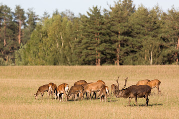 Red deer group with deer stag with big beautiful horns in autumn. Autumn landscape with herd of deer. Cervus Elaphus. Natural habitat.