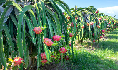 Dragon fruit tree with ripe red fruit on the tree for harvest. This is a cool fruit with many minerals that are beneficial for human health