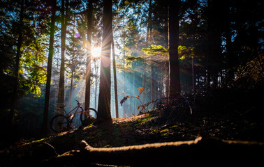 Woodland bike in sunlight