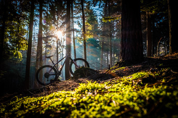 Woodland bike in sunlight