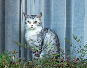 Hungry cat with green eyes waiting for food