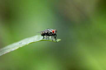 A Fly on a green leaf