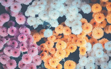Flowers, flowers chrysanthemum, Chrysanthemum wallpaper