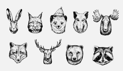 Sketch of forest animals: hare, lynx, marten, boar, moose, wolf, deer, fox, bear, racoon
