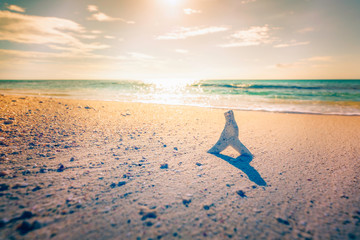 Shell on the sandy beach with sunlight