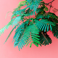 Plants on pink minimal concept. Tropical Green on pink wall background.