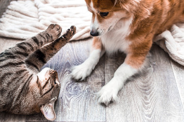 cat and dog play on the floor