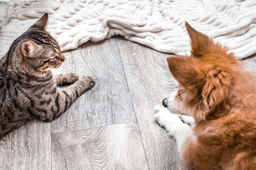cat and dog look at each other