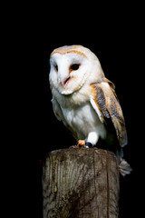 Barn owl photograph in nature in the wild, stunning beautiful picture of a bird owl with white feathers on black dark background