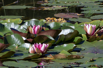 summer basin  pink lotus in like.