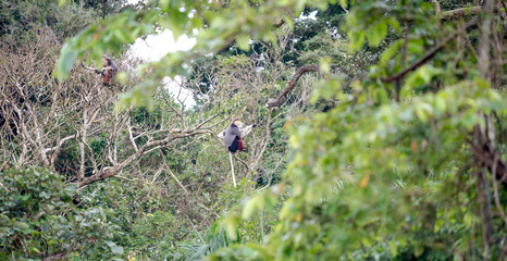 Red-shanked Douc- Langur on Son Tra peninsula in Da Nang City, Vietnam