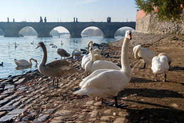 Czech republic - Prague - The flock of mute swans (Cygnus olor) resting and feeding on Vltava river bank near Naplavka viewpoint with a blurred Charles Bridge on background