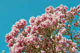 Blühender Magnolienbaum, Magnolia