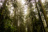 a spruce forest